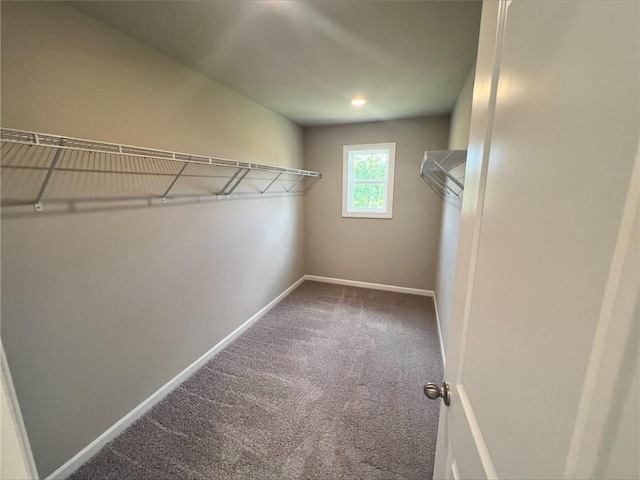 walk in closet with carpet flooring