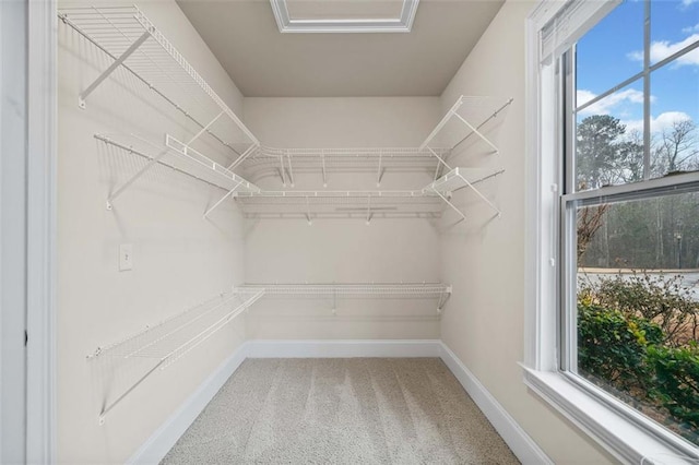 walk in closet featuring carpet