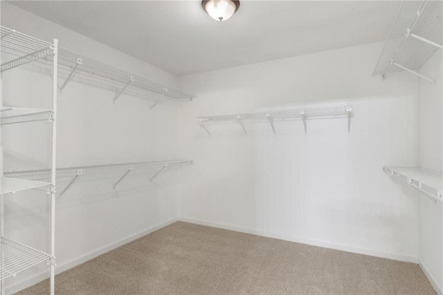 walk in closet featuring carpet flooring