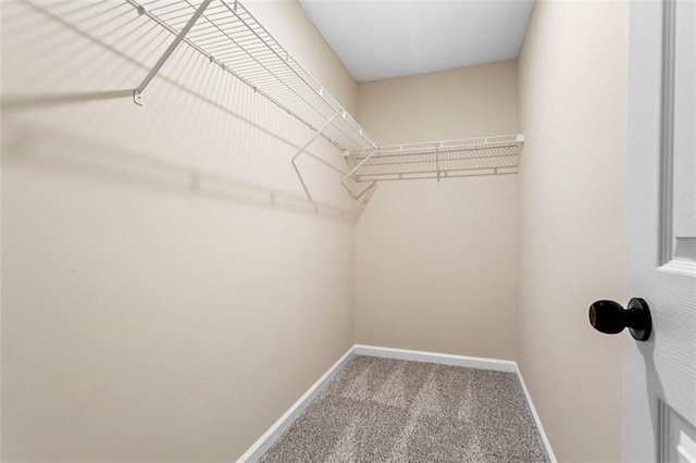 spacious closet featuring carpet flooring