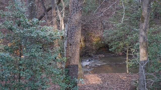 view of local wilderness