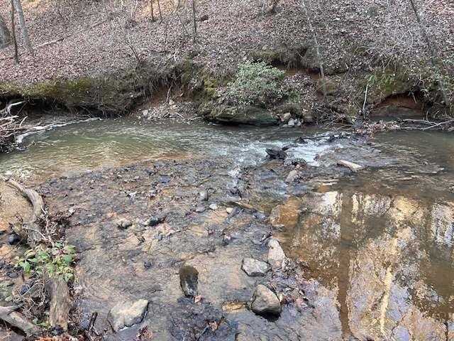 view of local wilderness