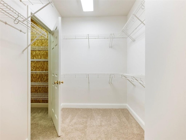 spacious closet featuring light colored carpet