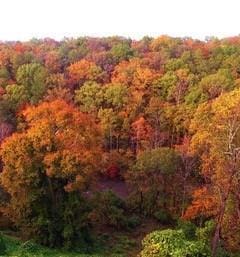 3330 Overland Dr, Roswell, GA 30075 - view of wooded area