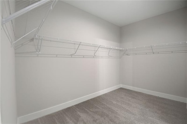 spacious closet featuring carpet flooring