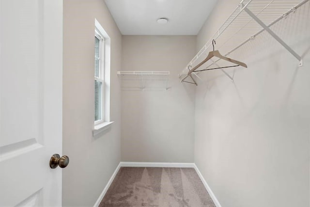 spacious closet featuring carpet flooring