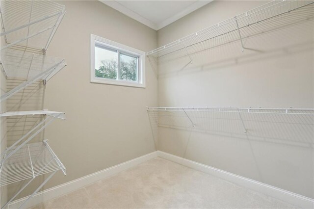 spacious closet featuring carpet floors