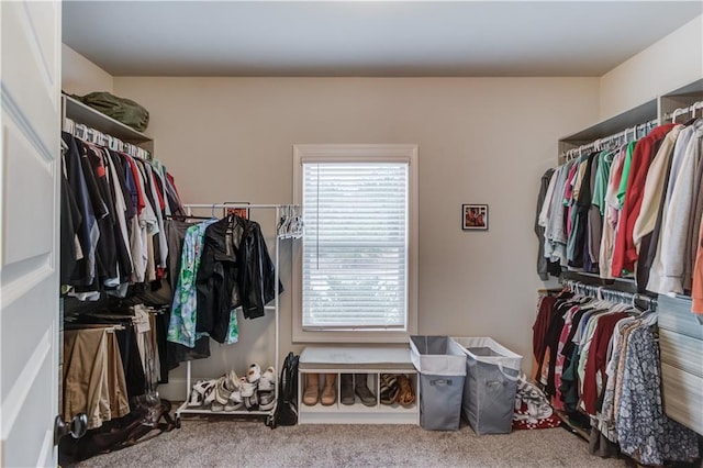 walk in closet with carpet floors