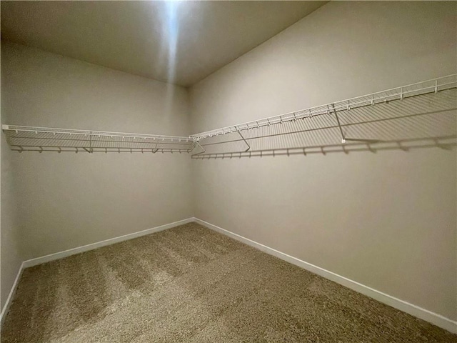 spacious closet with carpet