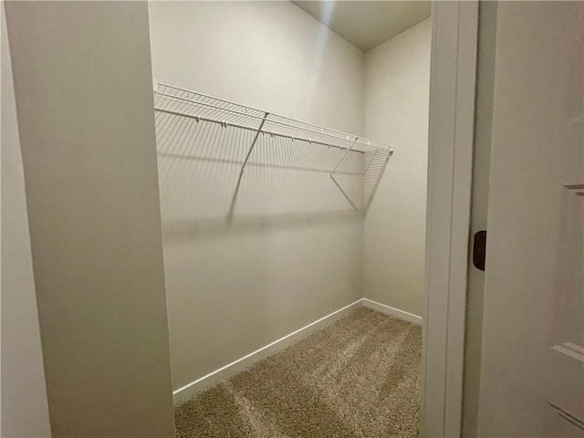 walk in closet featuring carpet flooring