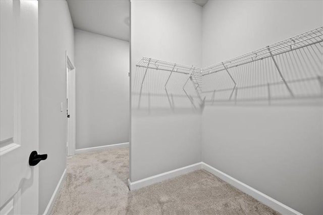 walk in closet with carpet floors