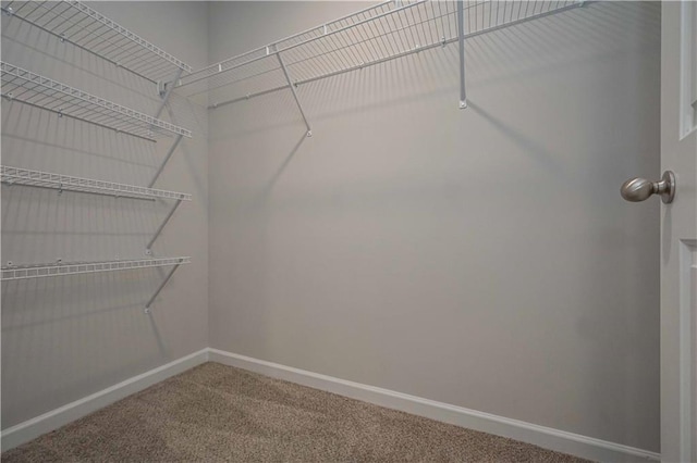 walk in closet with carpet flooring