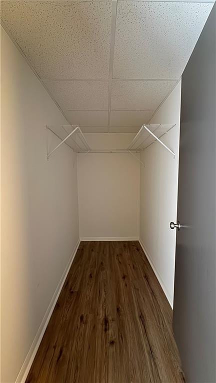 spacious closet featuring a paneled ceiling and wood finished floors