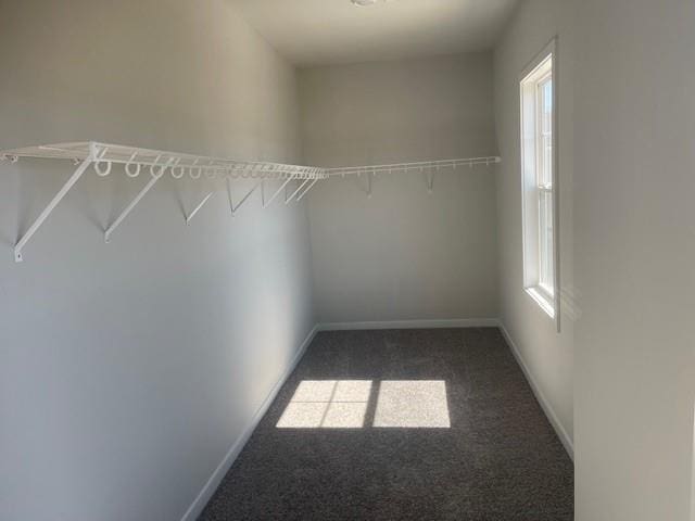 walk in closet with carpet flooring