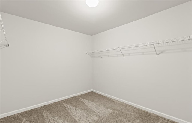 walk in closet with carpet floors