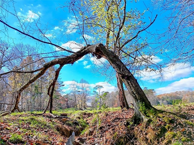 view of local wilderness