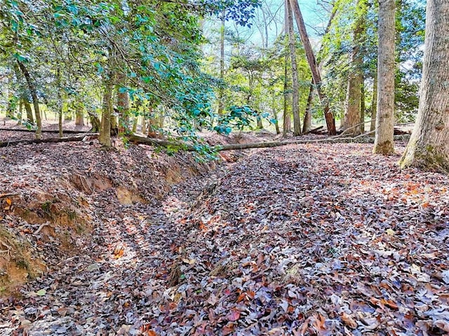 view of local wilderness