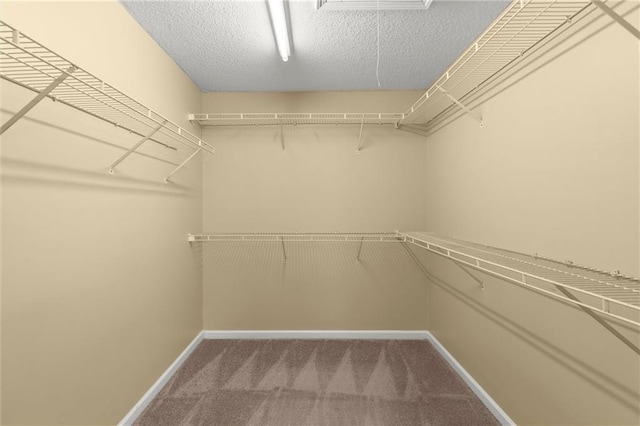 walk in closet featuring attic access and carpet