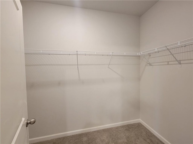 spacious closet featuring carpet floors