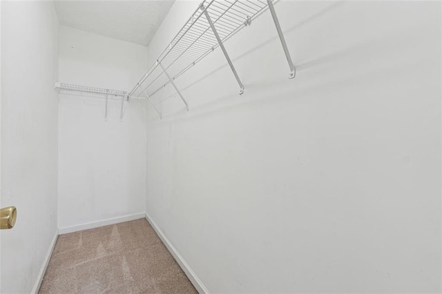 spacious closet featuring carpet floors