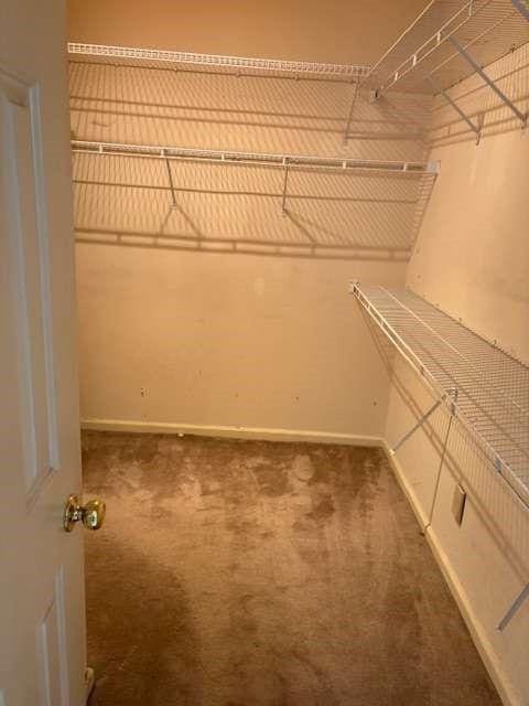 walk in closet featuring carpet