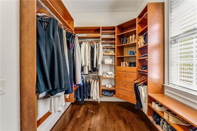 walk in closet featuring dark hardwood / wood-style floors