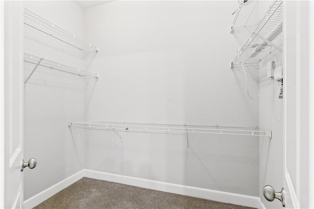 spacious closet featuring carpet floors