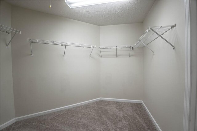 spacious closet featuring carpet