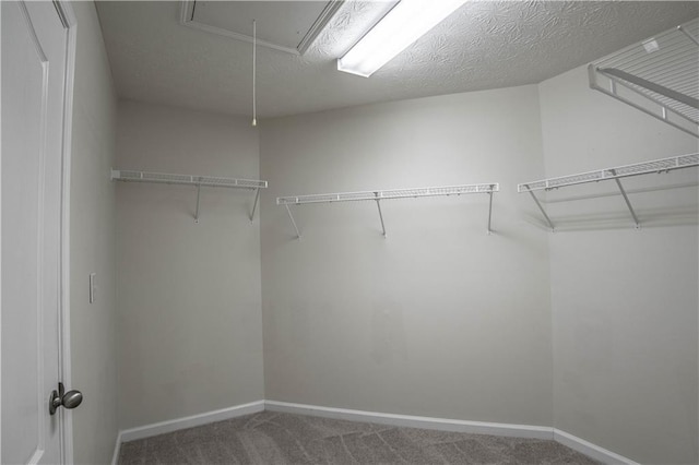 spacious closet featuring carpet floors