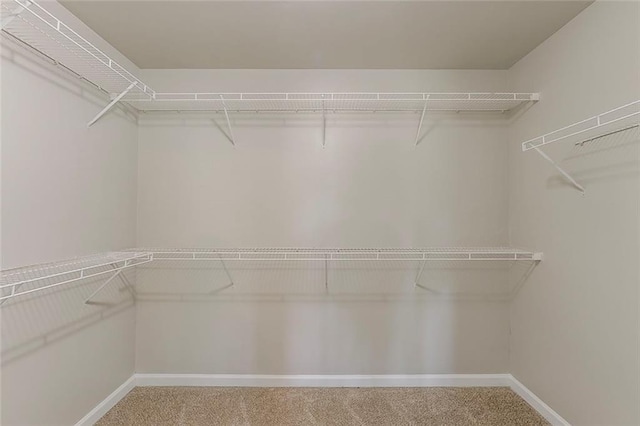 walk in closet featuring carpet floors