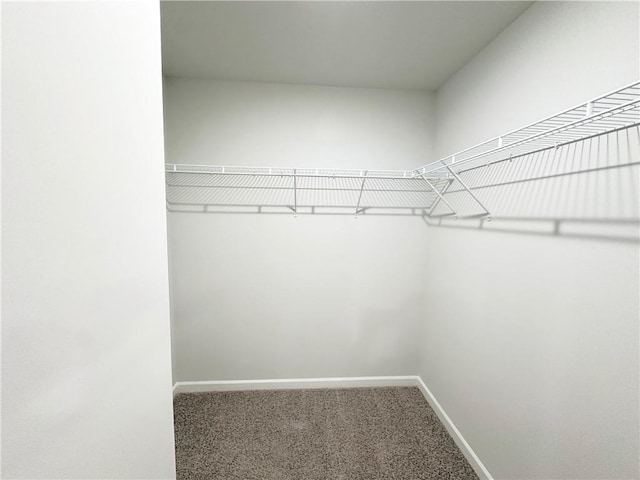 walk in closet featuring carpet flooring