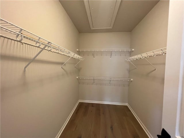 spacious closet featuring dark hardwood / wood-style floors