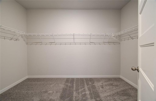 walk in closet with carpet flooring