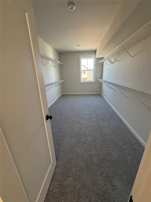 walk in closet with carpet floors