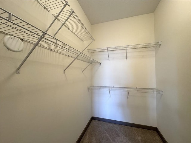 spacious closet featuring carpet floors