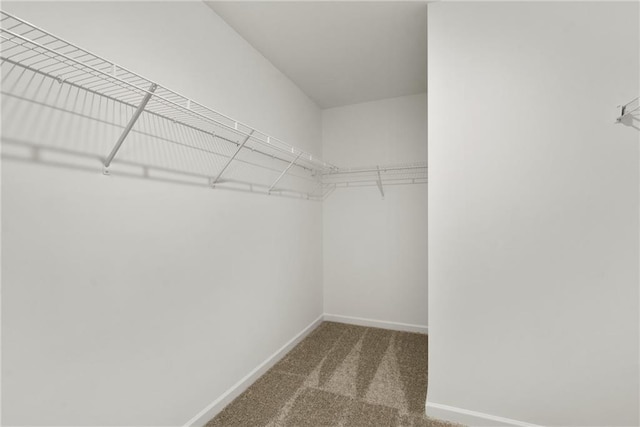 walk in closet with carpet flooring