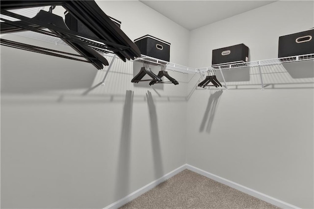 walk in closet featuring carpet flooring