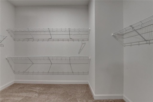 spacious closet featuring carpet flooring