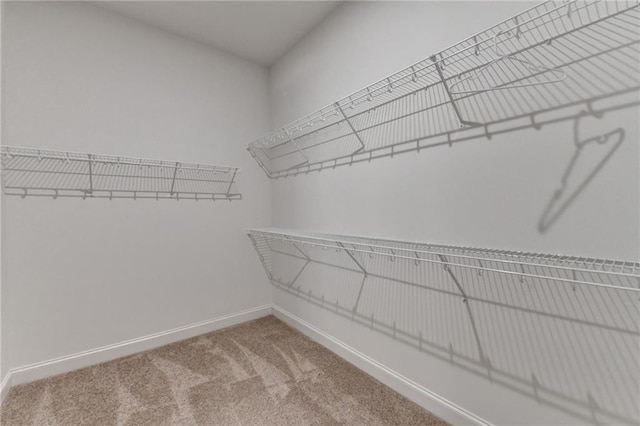 spacious closet featuring carpet flooring