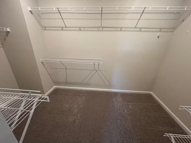 walk in closet with carpet flooring
