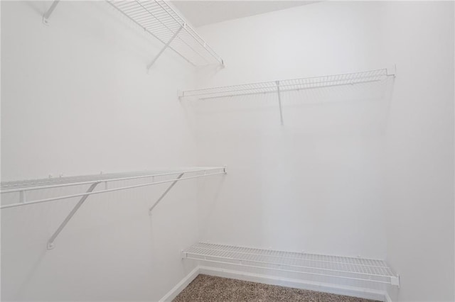 walk in closet featuring carpet flooring