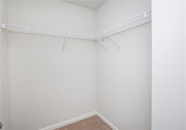 spacious closet featuring carpet flooring