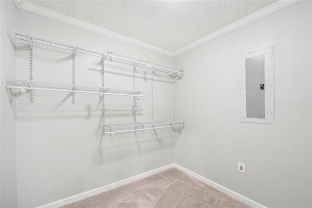 walk in closet with electric panel and carpet floors