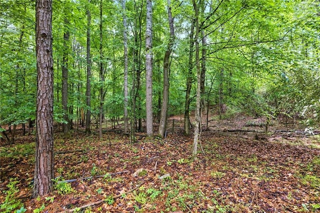 view of woods