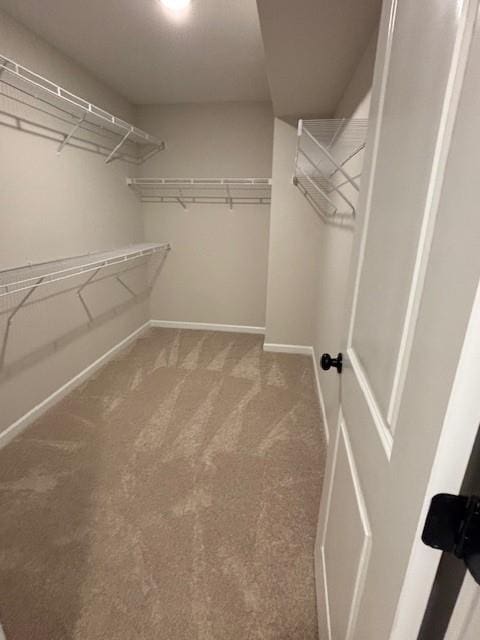 walk in closet with carpet flooring