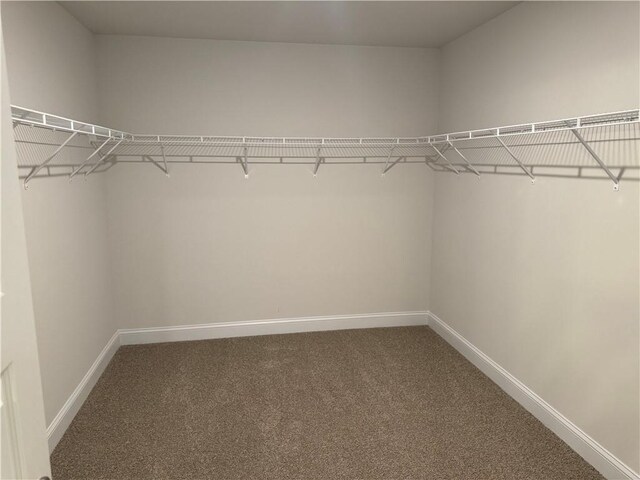 spacious closet featuring carpet flooring