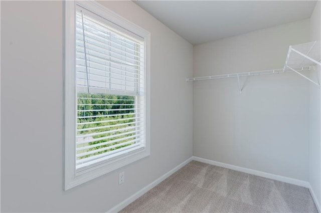 walk in closet with carpet floors