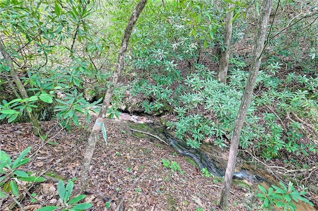 view of local wilderness