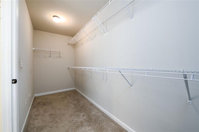 walk in closet featuring carpet floors