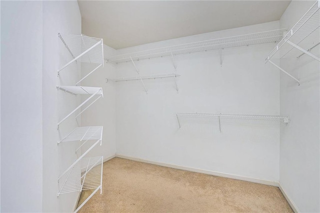 spacious closet featuring carpet